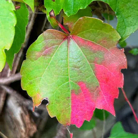 بيت للعطل A Bossolasco Con Piscina